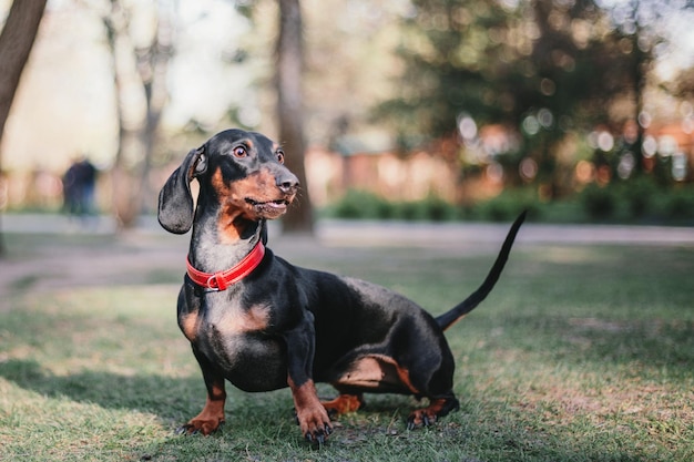 公園のダックスフント犬。かわいいペット。小型犬