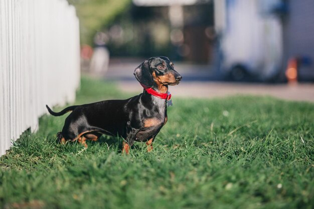 Dachshund dog in park. Cute pets. Small dog