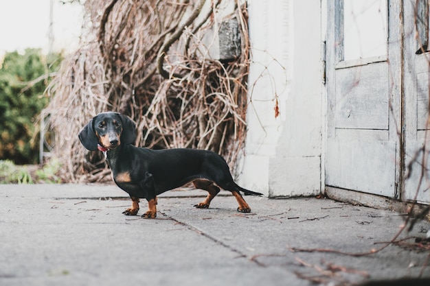 Dachshund dog in park. Cute pets. Small dog