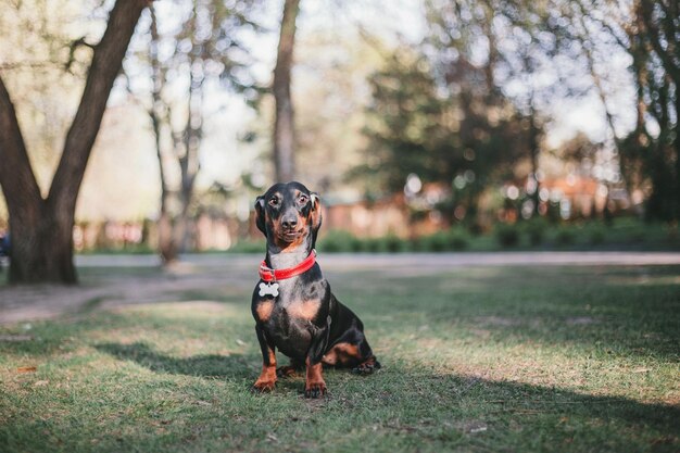Dachshund dog in park. Cute pets. Small dog