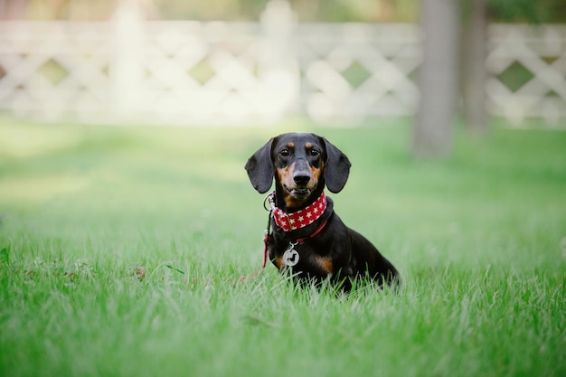 Dachshund dog in park. Cute pets. Small dog