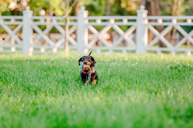 公園のダックスフント犬。かわいいペット。小型犬