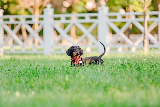 公園のダックスフント犬。かわいいペット。小型犬