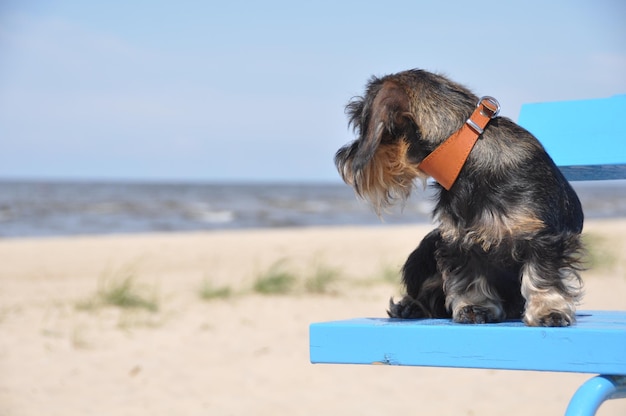 海の背景のベンチに座っているダックスフント犬