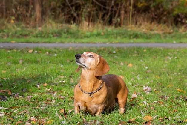 緑の芝生の上に立っているダックスフント犬。緑の夏の牧草地で幸せなペットのクローズアップの肖像画。