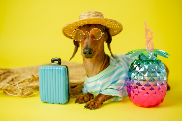 Dachshund dog in a straw hat