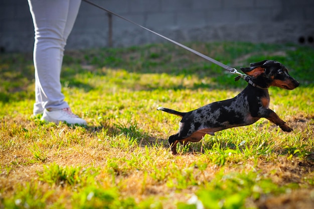 Photo dachshund dog walking on a leash