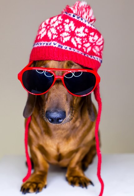 ダックスフント犬、冬の帽子と眼鏡をかけて、座ってポーズをとる