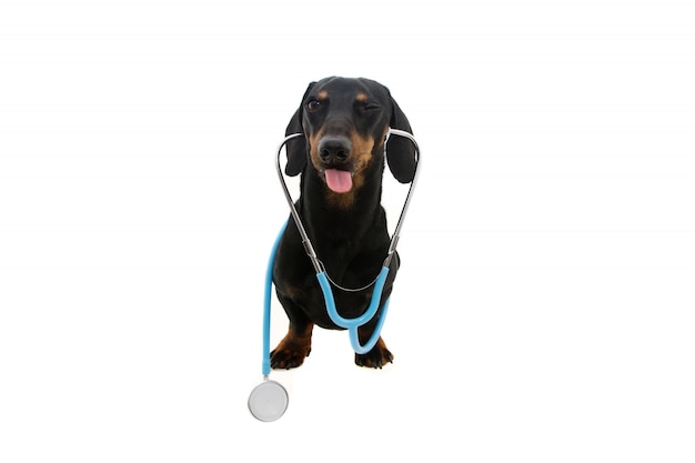 Dachshund dog with a stethoscope making a funny face.  