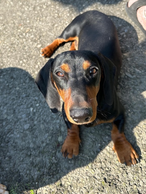 Foto cane tacchino