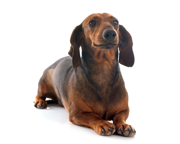 dachshund dog