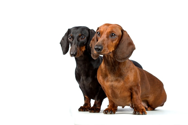 白い背景で隔離のダックスフンド犬