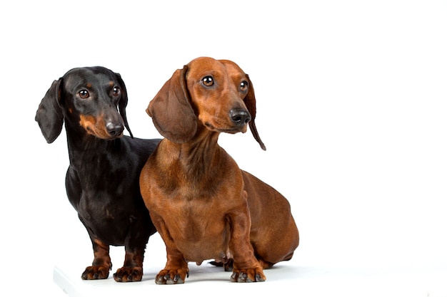 Dachshund dogs isolated on white background