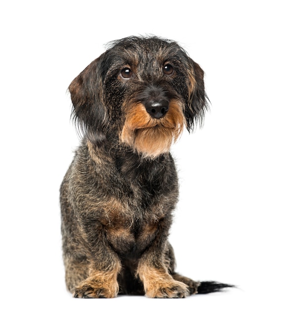 Dachshund in front of a white wall