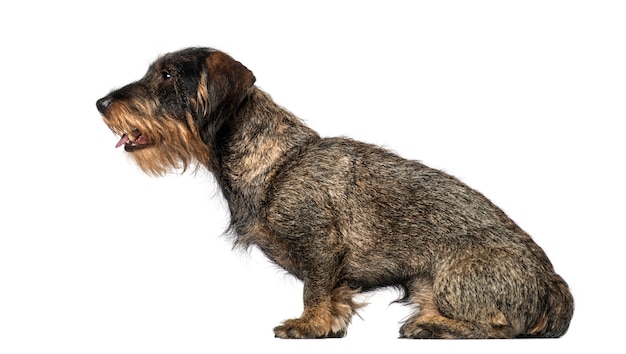 Dachshund in front of a white wall