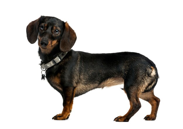 Dachshund in front of a white wall