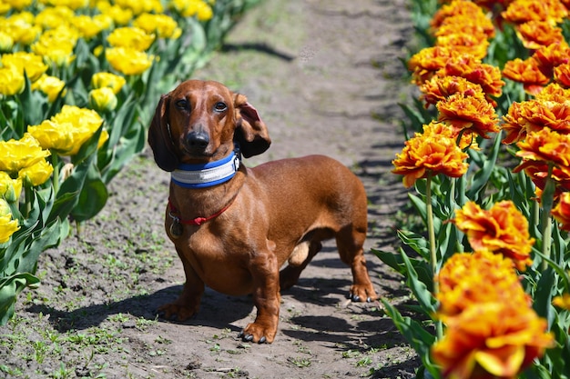 Dachshund in a garden with tulips in the background