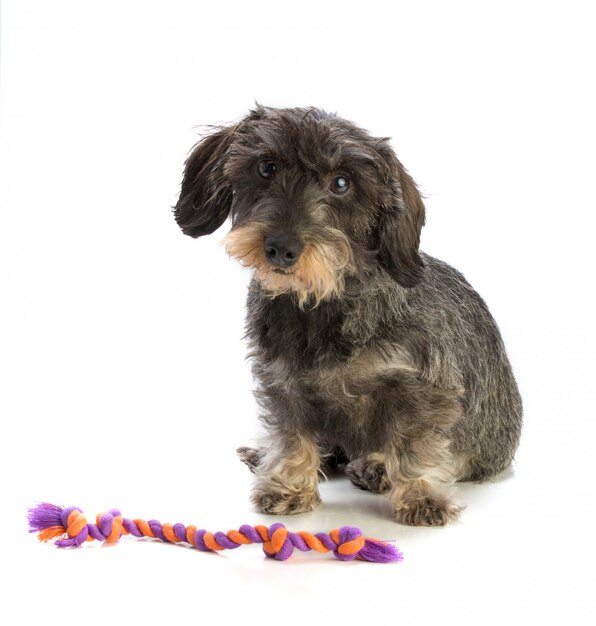 Dachshund isolated with toy 