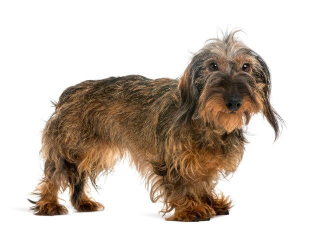 Dachshund looking isolated on white