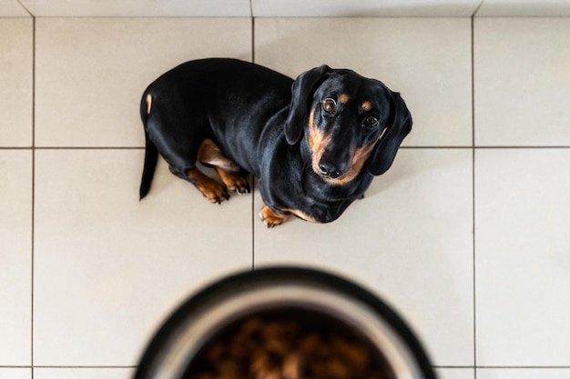 A dachshund looking up at his bowl of food