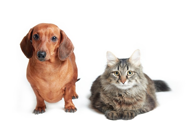 Premium Photo | Dachshund and maine coon cat on a white isolated ...