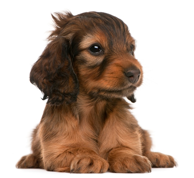 Dachshund puppy (5 weeks old)