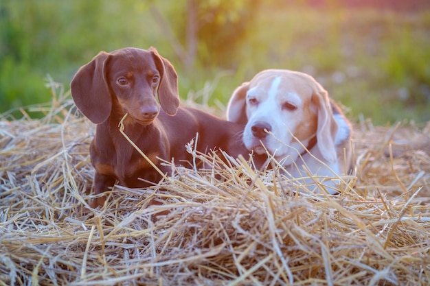 写真 ダックスフンドの子犬とビーグルは、夏の日没時にわらの上に座る