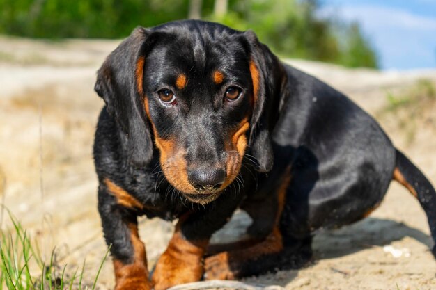 ダックスフントの子犬のクローズアップの肖像画