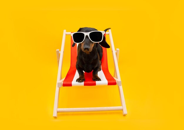 Dachshund puppy dog on summer vacations stitting on beach chair Isolated on yellow background