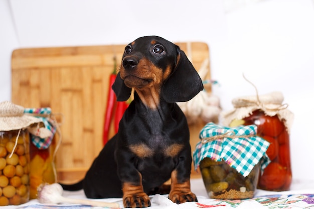 Dachshund puppy on the kitchen