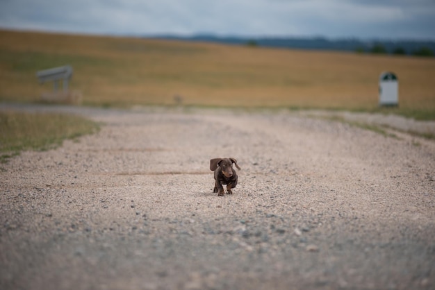 Dachshund puppy running on a dust road