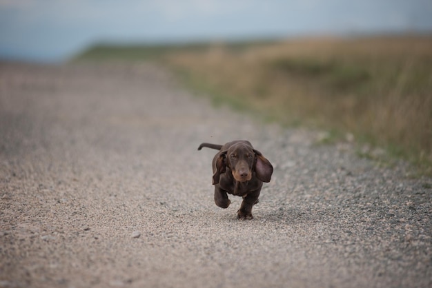 ダックフンドの子犬が塵の道路で走っている