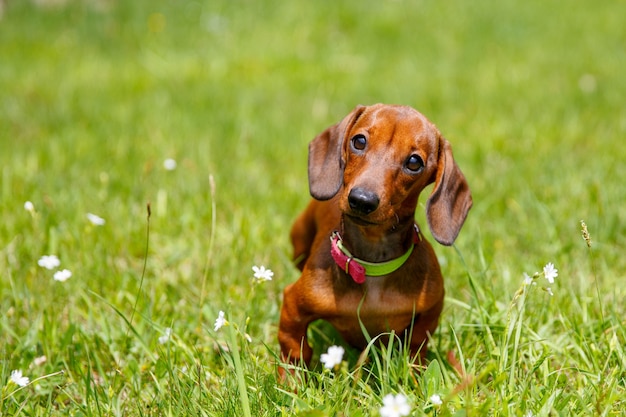 草の中に座っているダックスフンド子犬