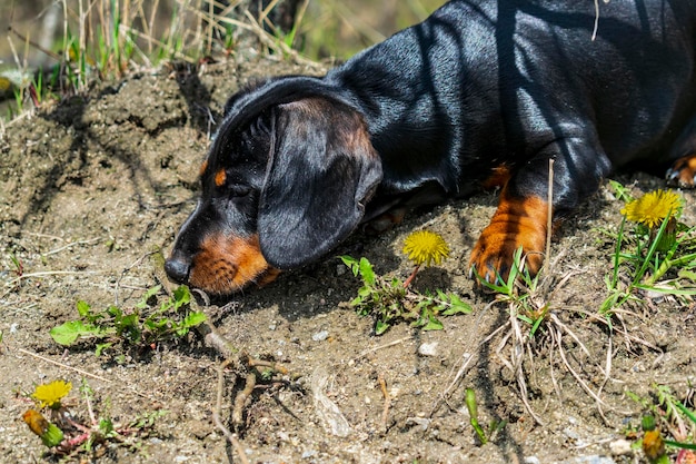 ダックスフントの子犬が地面を嗅ぐ