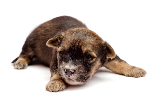 Dachshund puppy on white