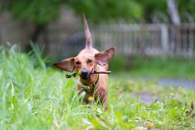 Dachshund runs along the green grass