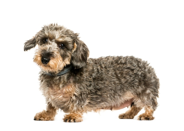 Dachshund, Sausage dog in front of white background