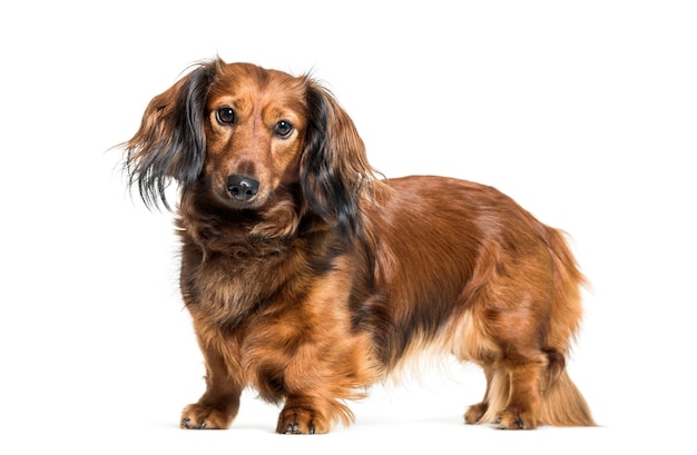 Dachshund, sausage dog, wiener dog in front of white background