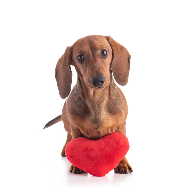 Dachshund, sausage dog, with a fabric heart isolated on white background