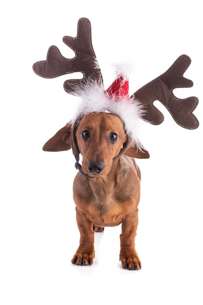 Dachshund sausage dog with a reindeer hat for Christmas