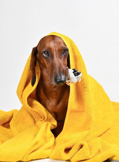 Foto dachshund si siede in un asciugamano giallo con un giocattolo in bocca