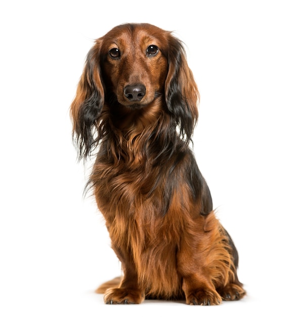 Dachshund sitting against white background