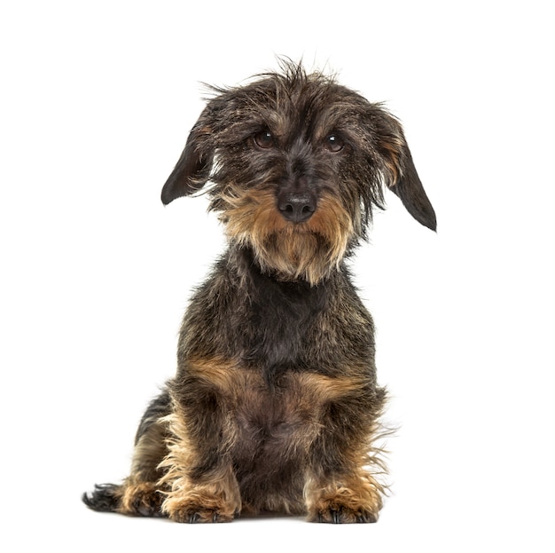 Dachshund sitting, isolated on white