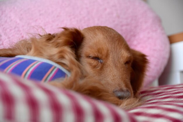 Photo dachshund sleeping on bed at home