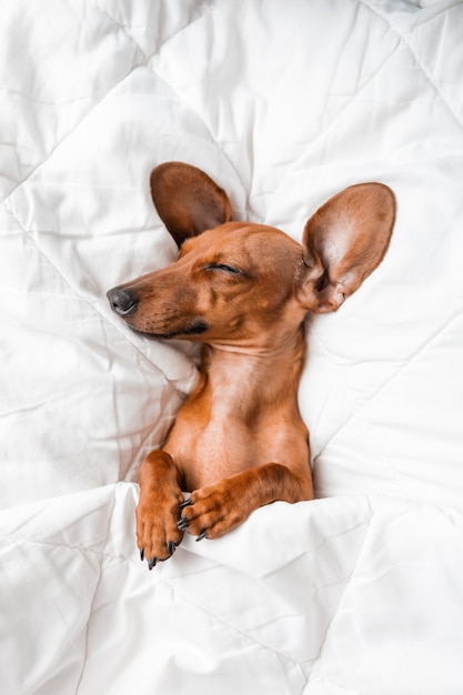 Photo dachshund sleeps in a white cotton blanket on the bed of the house, space for text