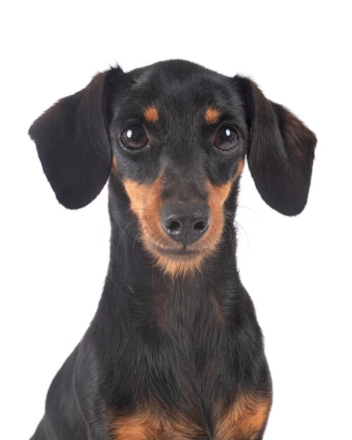 Dachshund in studio on white background