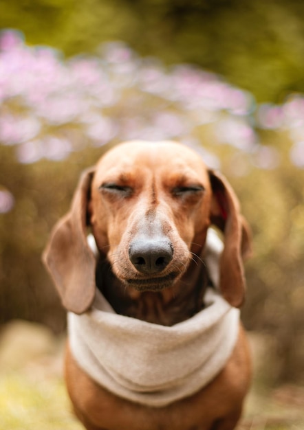 A dachshund wearing a white shirt with a black nose and a white shirt that says dachshund on it.