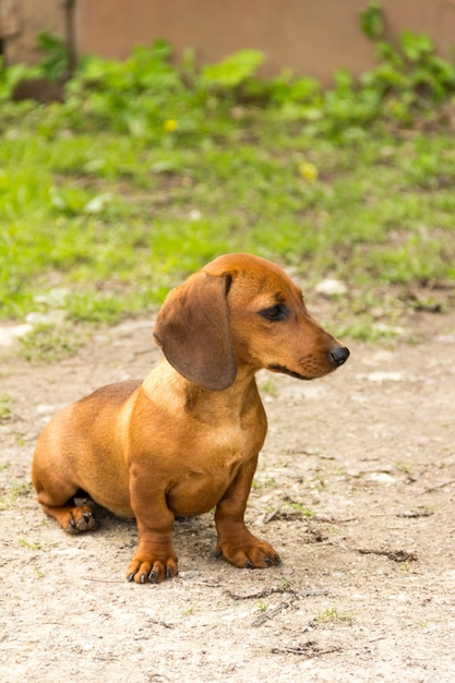 裏庭のダックスフント、ウインナー犬、ソーセージ犬