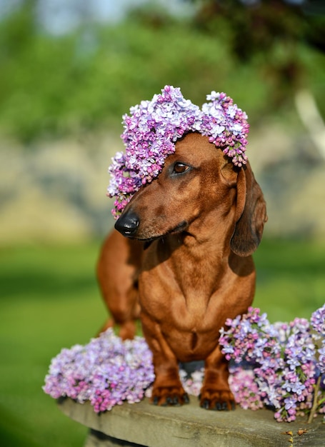 A dachshund with a flower crown on its head