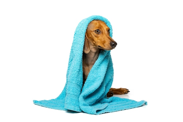 Dachshund with a towel on his head on white background